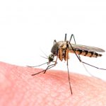 zika virus and pregnancy