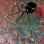 zika virus and pregnancy