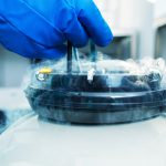 safety of cryopreserved eggs and embryos
