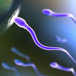 New Structure Discovered in Human Sperm Tails
