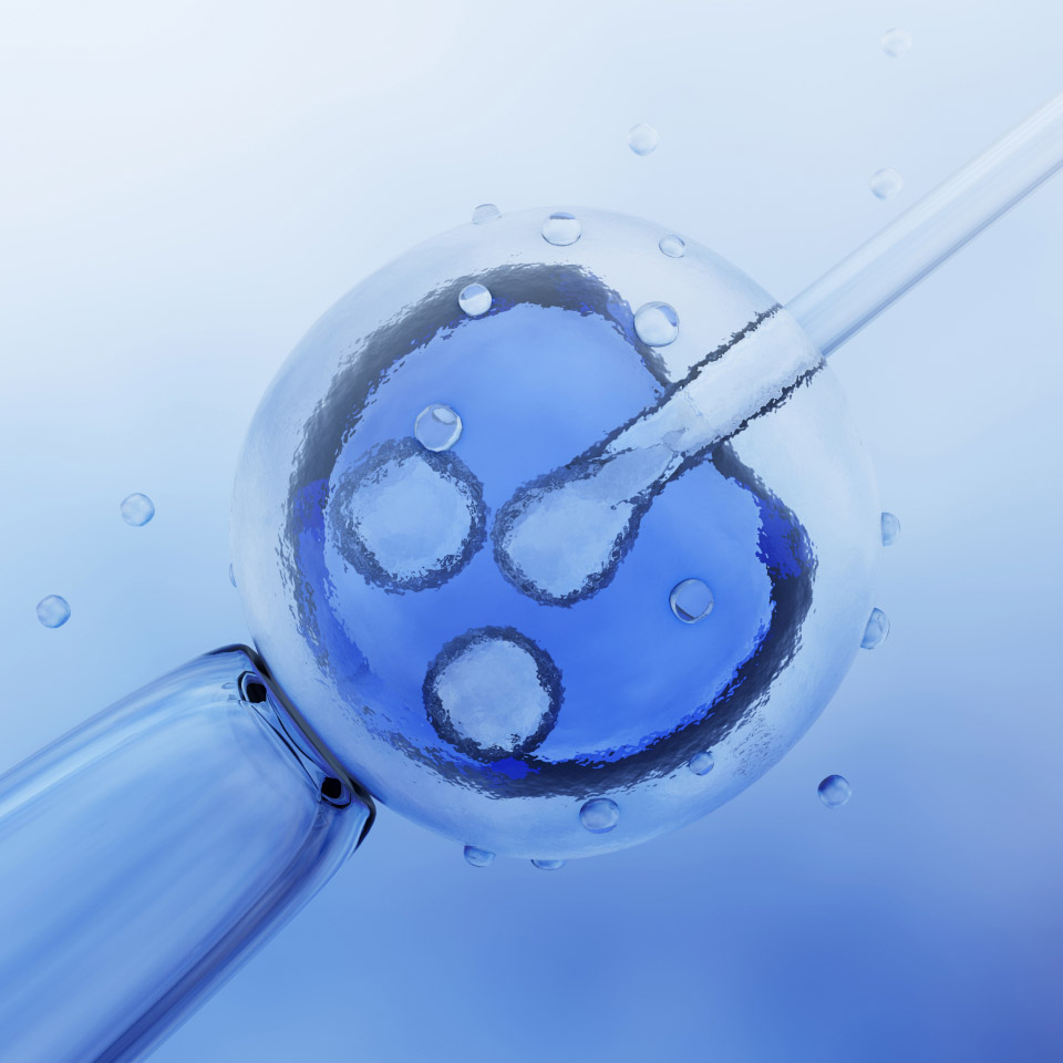 microscopic research of in vitro fertilization