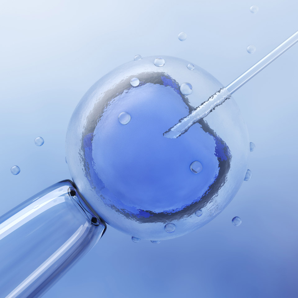 microscopic research of in vitro fertilization