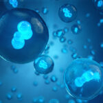 How Do You Choose the Best Blastocyst for Transfer?