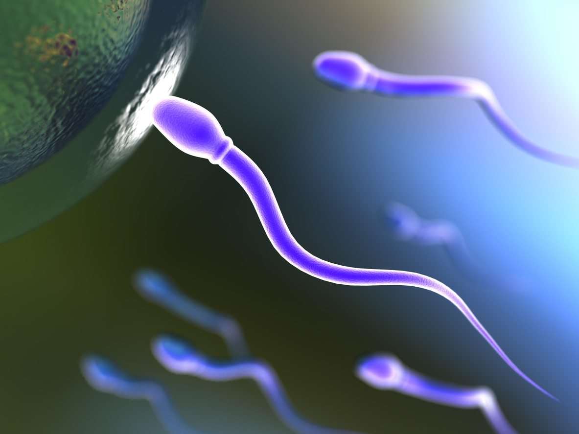 sperm motility