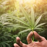 Marijuana May Block Pregnancy by Delaying Implantation