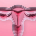 uterus