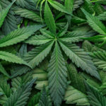 Cannabis Exposure During Pregnancy Is Linked to Mental Health Problems in Early Adolescence