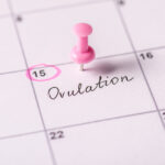 How the Corpus Luteum Affects Fertility