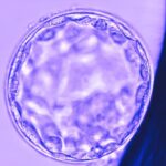 Illustration of a human embryo representing IVF and euploid embryo transfer research.